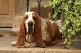BASSET HOUND 133